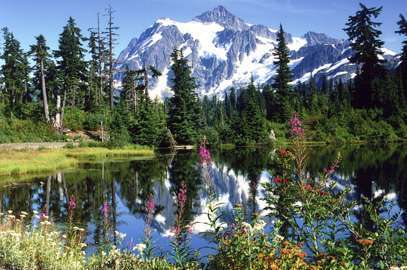 Bellingham