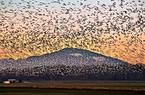 Snow_Geese_Headridge