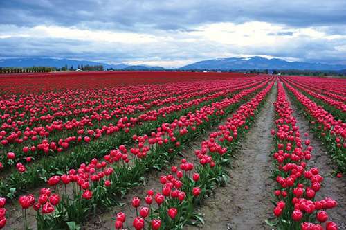 Tulip_field_commerce