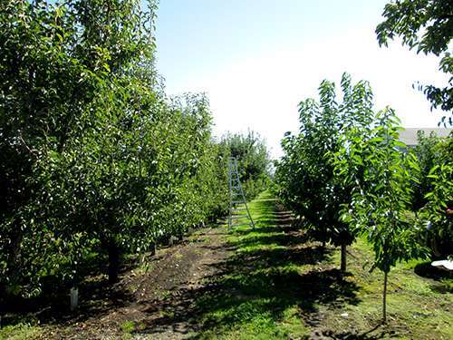 Johnson Orchards in Yakima, Washington