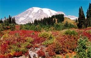 RainierParadise