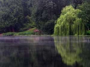 Shoreline_Echo_Lake_T_Downer