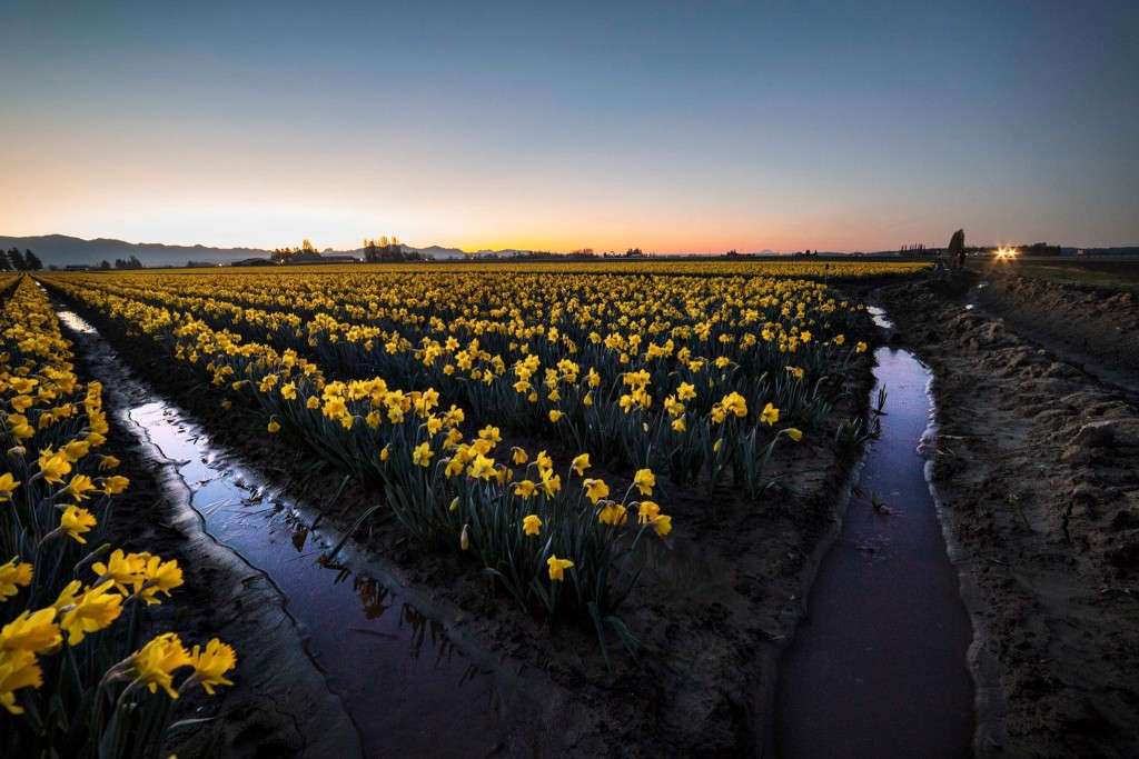 Daff.Sunrise.Andy.Porter